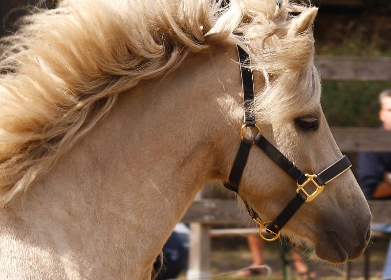 Ljoska von Heidmoor.jpg